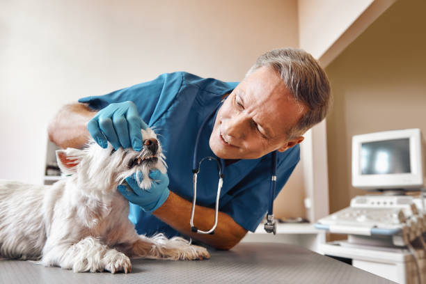 Lynchburg, OH Emergency Dentist Pros